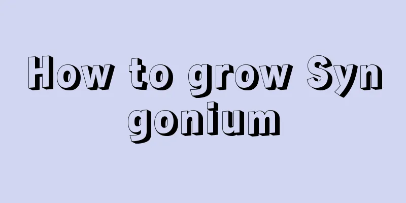 How to grow Syngonium