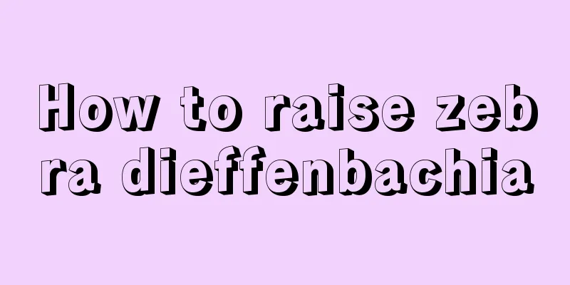 How to raise zebra dieffenbachia