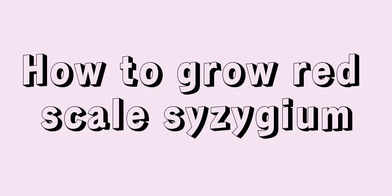 How to grow red scale syzygium