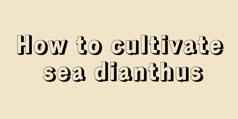 How to cultivate sea dianthus