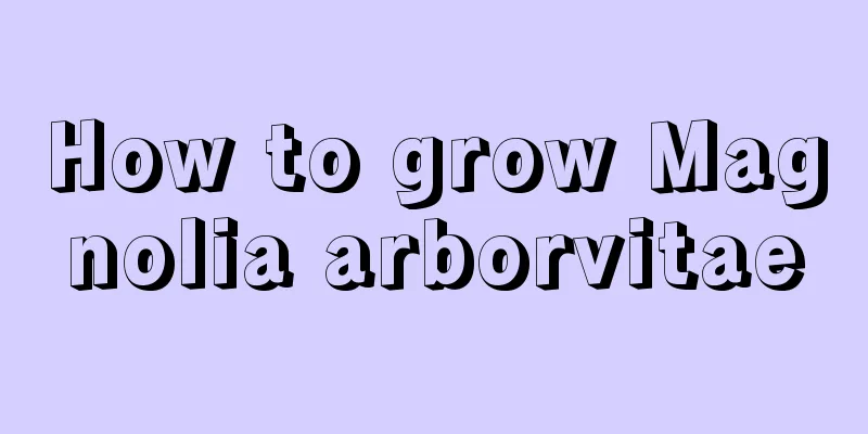 How to grow Magnolia arborvitae