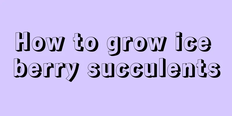 How to grow ice berry succulents