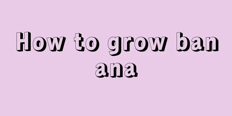 How to grow banana