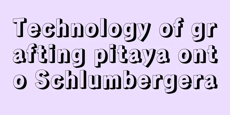 Technology of grafting pitaya onto Schlumbergera