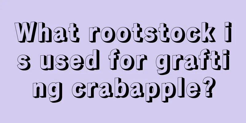 What rootstock is used for grafting crabapple?