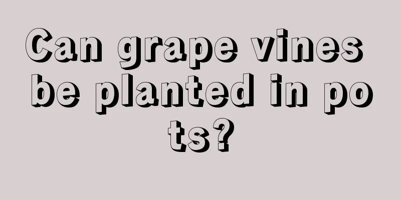 Can grape vines be planted in pots?