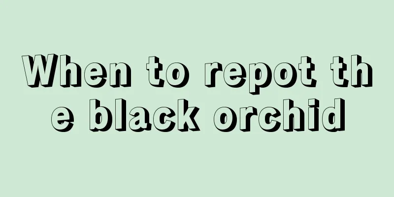 When to repot the black orchid