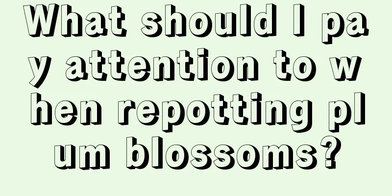 What should I pay attention to when repotting plum blossoms?