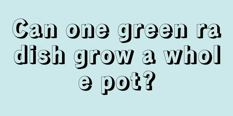 Can one green radish grow a whole pot?