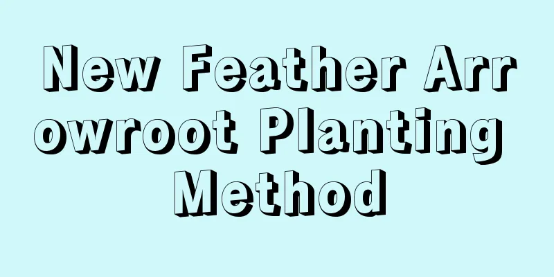 New Feather Arrowroot Planting Method