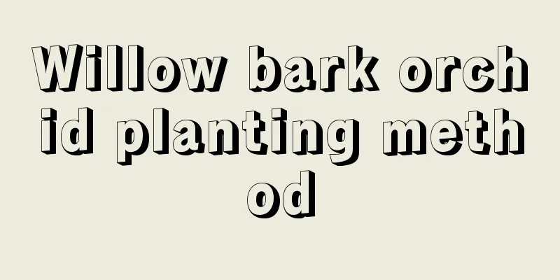 Willow bark orchid planting method