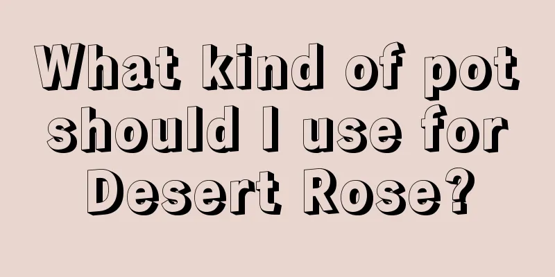 What kind of pot should I use for Desert Rose?