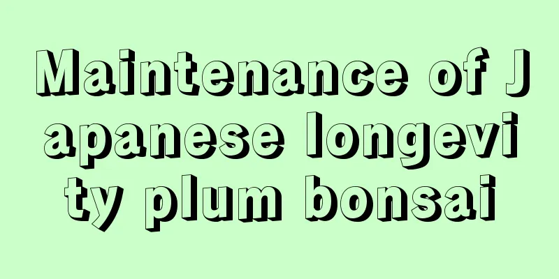 Maintenance of Japanese longevity plum bonsai