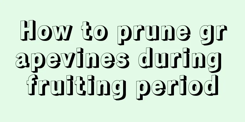 How to prune grapevines during fruiting period