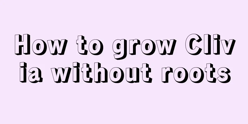 How to grow Clivia without roots