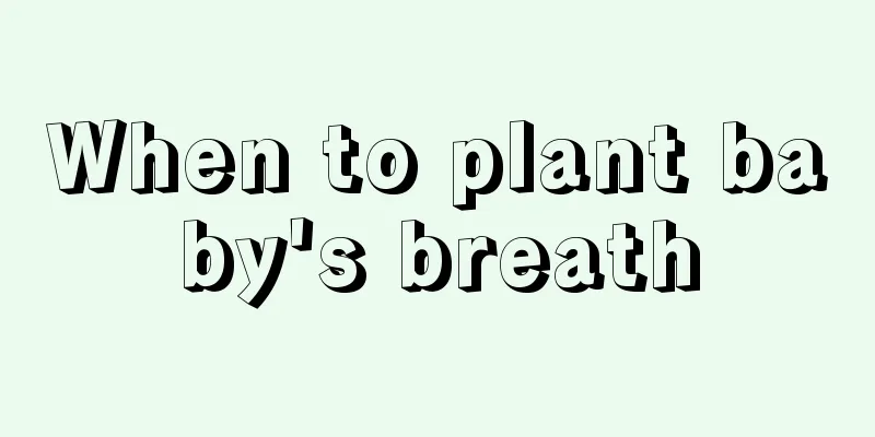 When to plant baby's breath