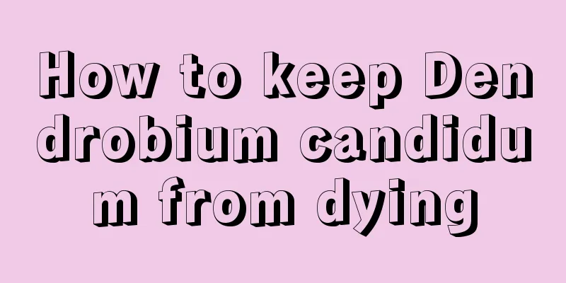 How to keep Dendrobium candidum from dying