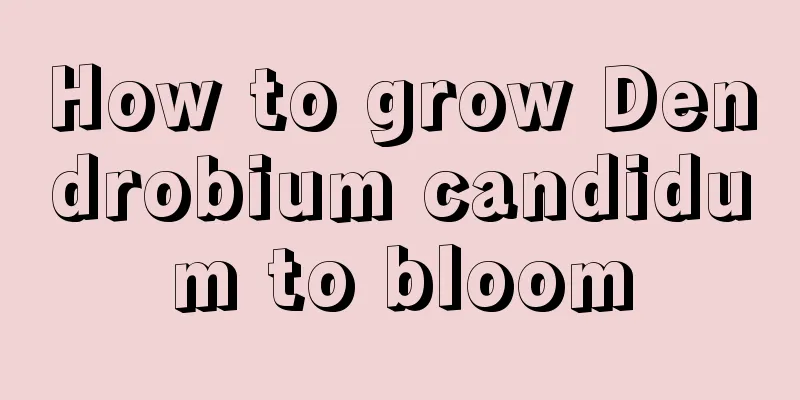 How to grow Dendrobium candidum to bloom