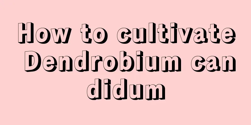 How to cultivate Dendrobium candidum