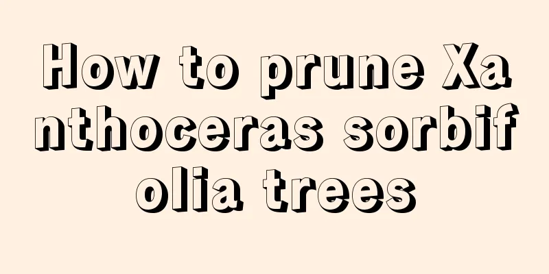 How to prune Xanthoceras sorbifolia trees