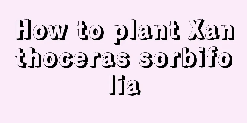 How to plant Xanthoceras sorbifolia