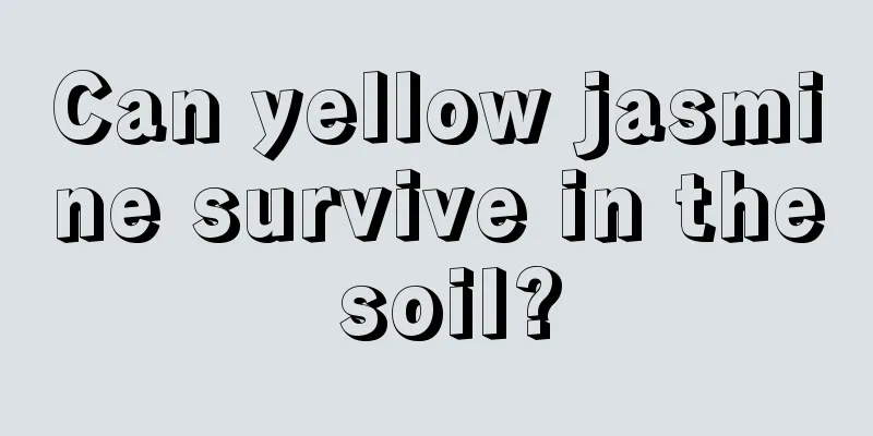 Can yellow jasmine survive in the soil?