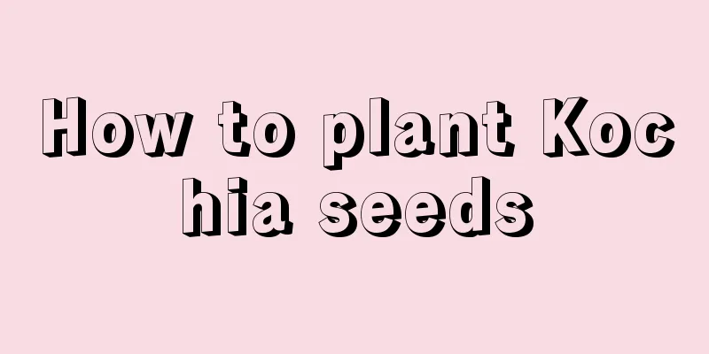 How to plant Kochia seeds