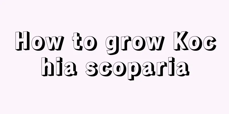 How to grow Kochia scoparia