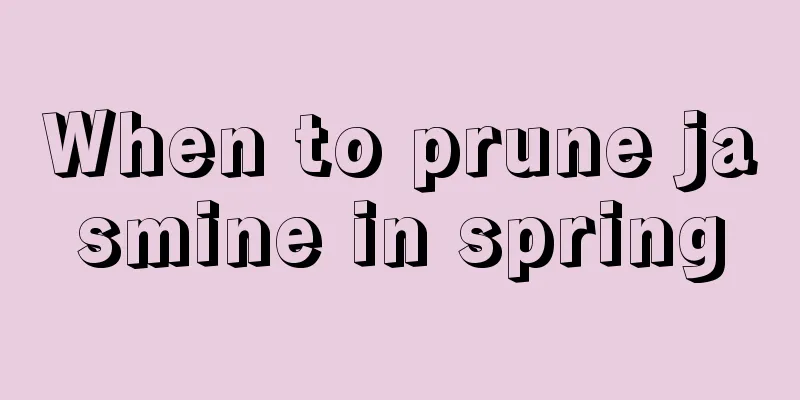 When to prune jasmine in spring