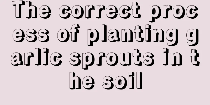 The correct process of planting garlic sprouts in the soil