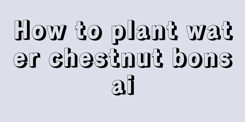 How to plant water chestnut bonsai