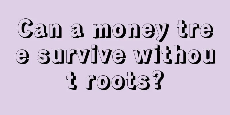 Can a money tree survive without roots?