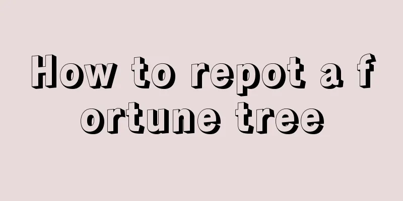 How to repot a fortune tree