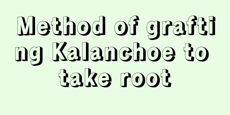 Method of grafting Kalanchoe to take root