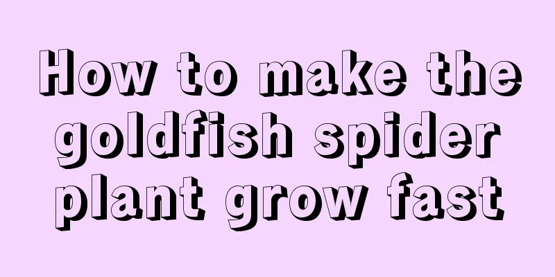 How to make the goldfish spider plant grow fast