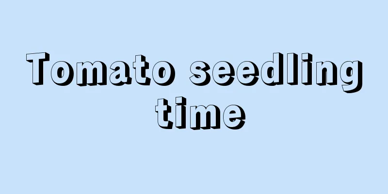 Tomato seedling time