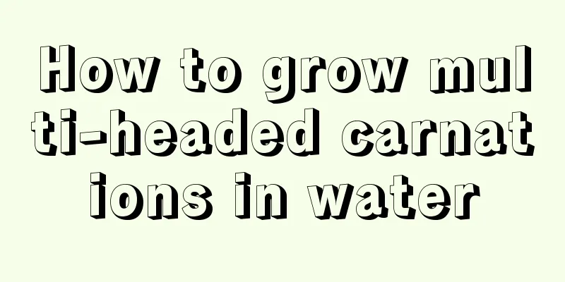 How to grow multi-headed carnations in water