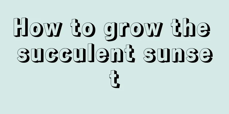 How to grow the succulent sunset