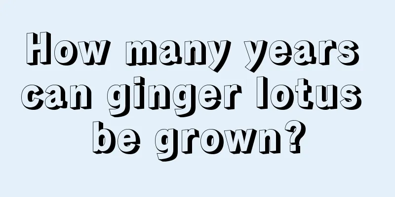 How many years can ginger lotus be grown?