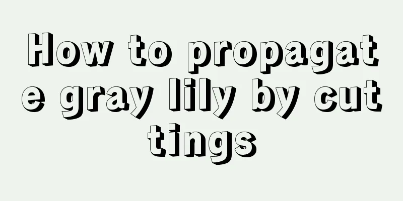 How to propagate gray lily by cuttings