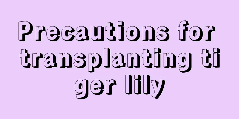 Precautions for transplanting tiger lily