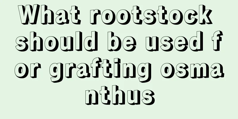 What rootstock should be used for grafting osmanthus