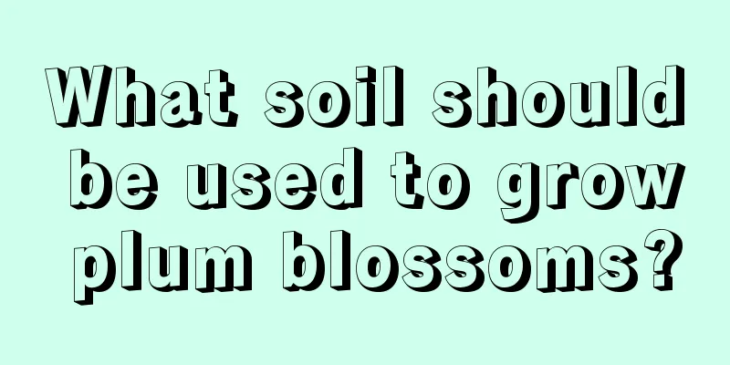 What soil should be used to grow plum blossoms?