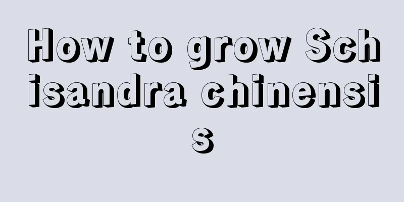 How to grow Schisandra chinensis