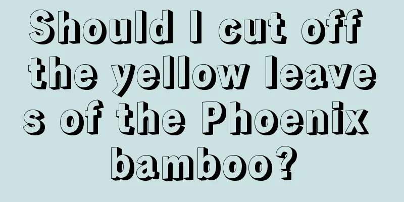 Should I cut off the yellow leaves of the Phoenix bamboo?