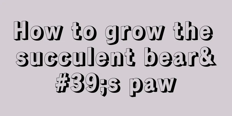 How to grow the succulent bear's paw