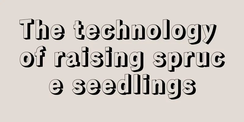 The technology of raising spruce seedlings