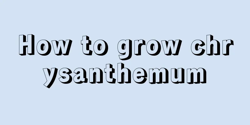 How to grow chrysanthemum