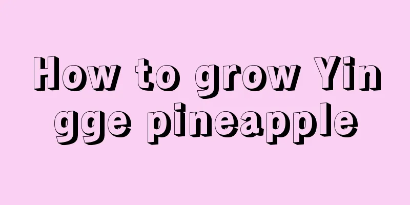 How to grow Yingge pineapple