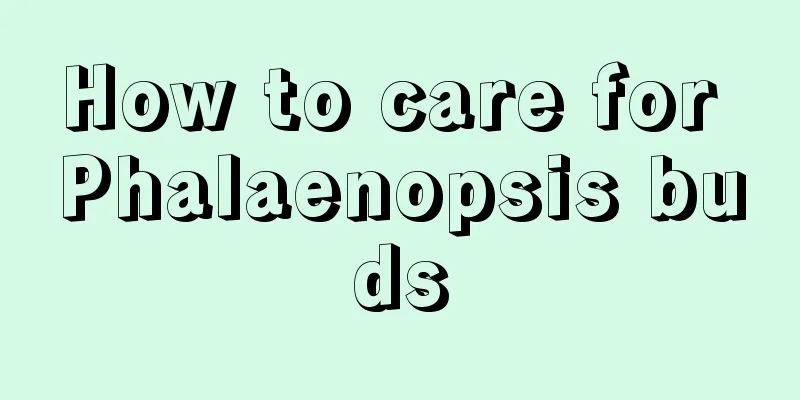 How to care for Phalaenopsis buds